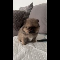 Pomeranian - Both