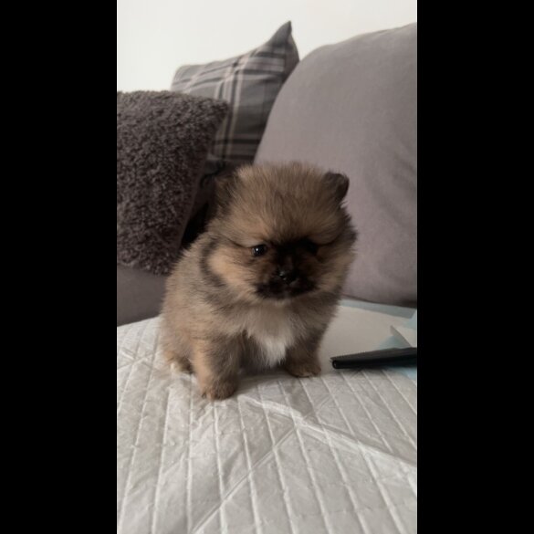 Pomeranian - Both