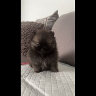 Pomeranian - Both