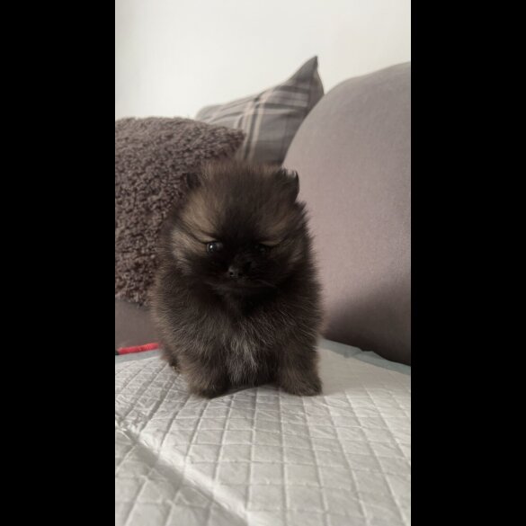 Pomeranian - Both