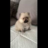 Pomeranian - Both