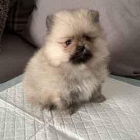 Pomeranian - Both