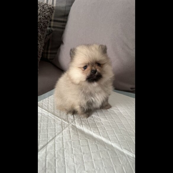 Pomeranian - Both