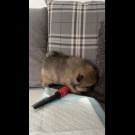 Pomeranian - Both