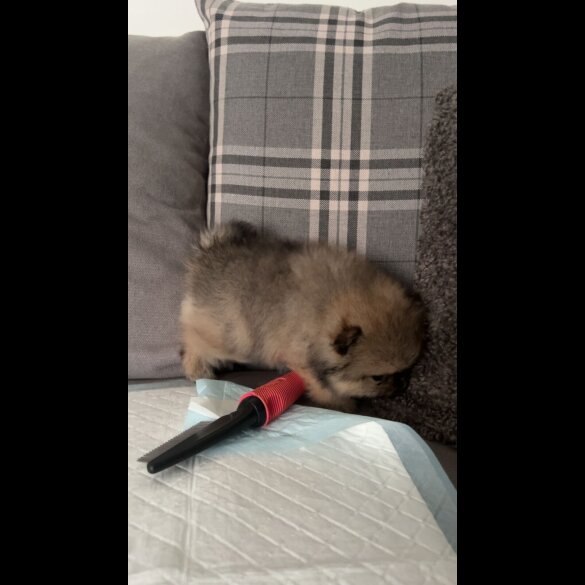 Pomeranian - Both