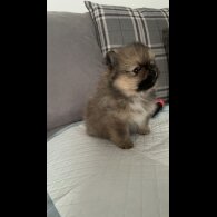 Pomeranian - Both