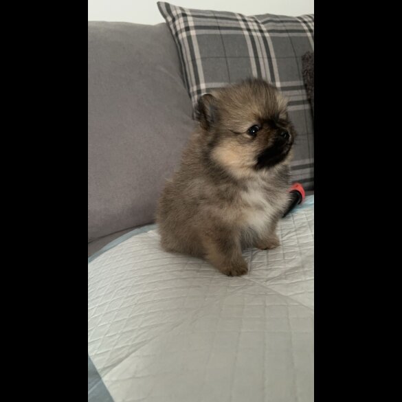 Pomeranian - Both