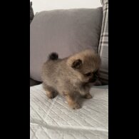 Pomeranian - Both