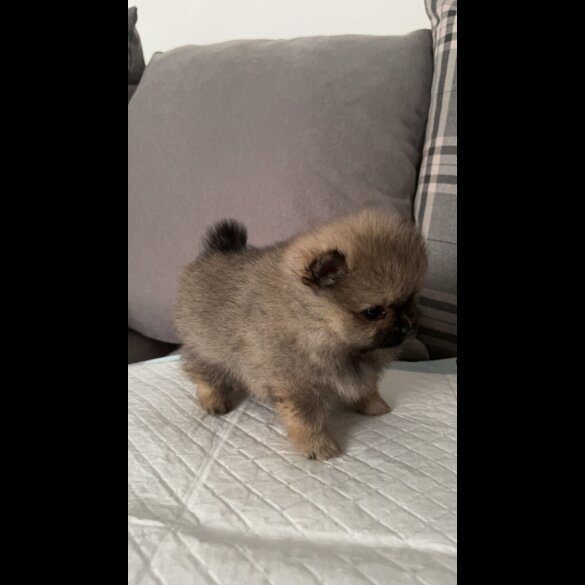 Pomeranian - Both