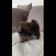 Pomeranian - Both