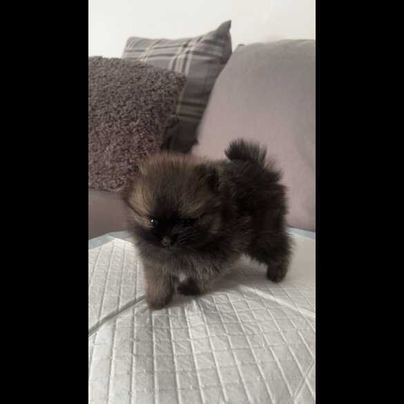 Pomeranian - Both