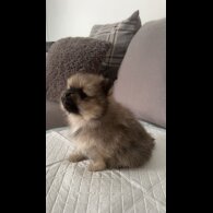 Pomeranian - Both