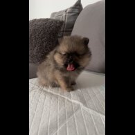 Pomeranian - Both