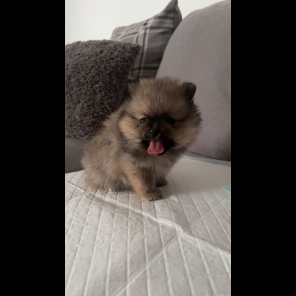 Pomeranian - Both