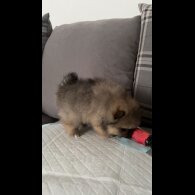 Pomeranian - Both