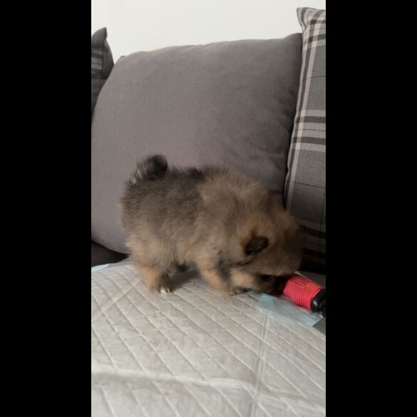 Pomeranian - Both