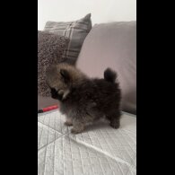 Pomeranian - Both