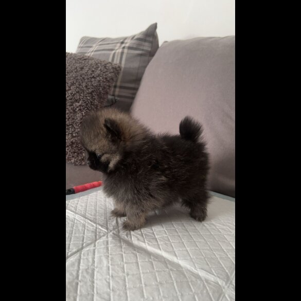 Pomeranian - Both