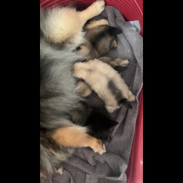 Pomeranian - Both