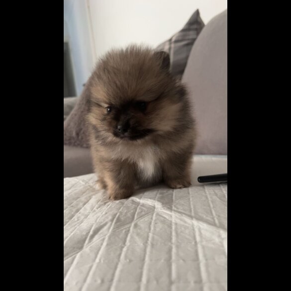 Pomeranian - Both