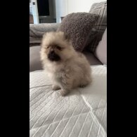 Pomeranian - Both