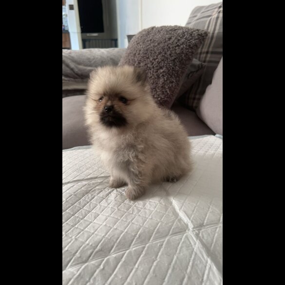 Pomeranian - Both