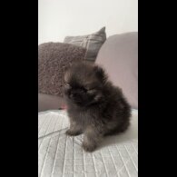 Pomeranian - Both