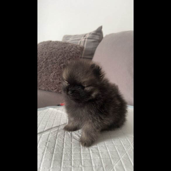 Pomeranian - Both