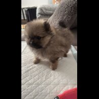 Pomeranian - Both