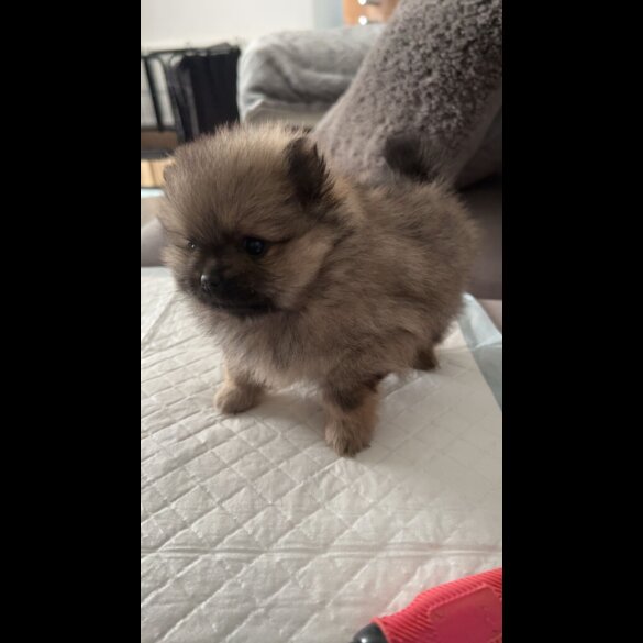 Pomeranian - Both