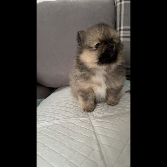 Pomeranian - Both
