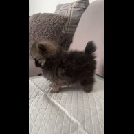 Pomeranian - Both