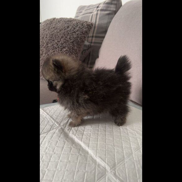 Pomeranian - Both