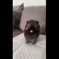 Pomeranian - Both