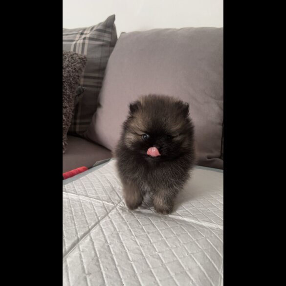 Pomeranian - Both