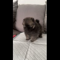 Pomeranian - Both