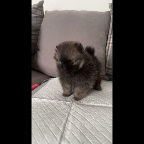 Pomeranian - Both