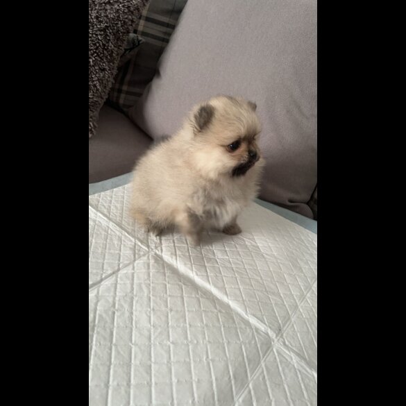 Pomeranian - Both
