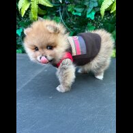 Pomeranian - Both