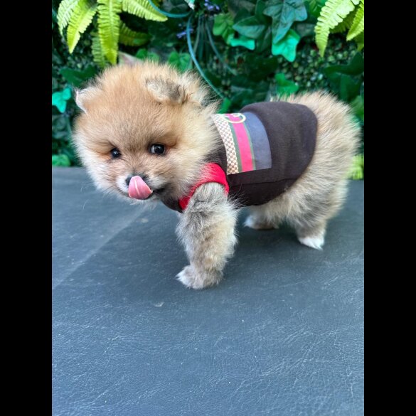 Pomeranian - Both