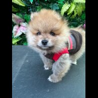Pomeranian - Both