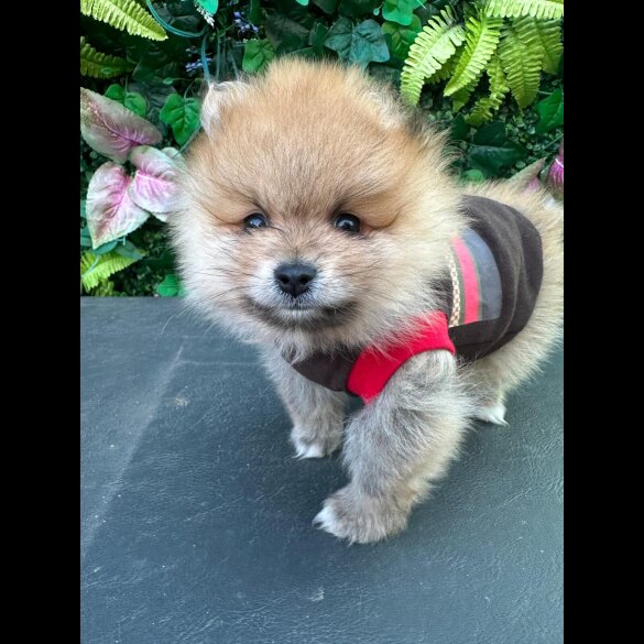 Pomeranian - Both