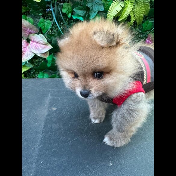 Pomeranian - Both