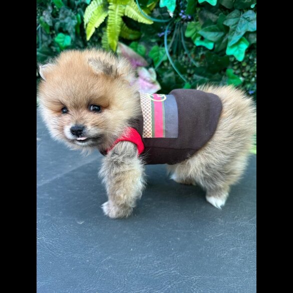 Pomeranian - Both