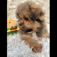 Pomeranian - Both