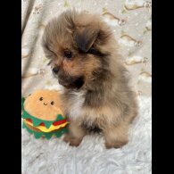 Pomeranian - Both
