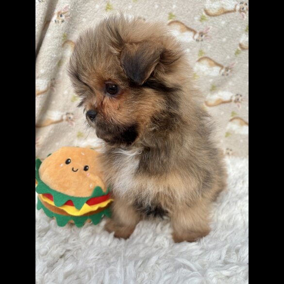 Pomeranian - Both