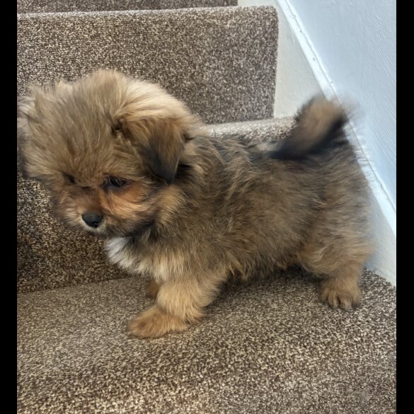 Pomeranian - Both
