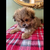 Pomeranian - Both
