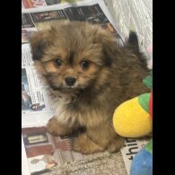 Pomeranian - Both